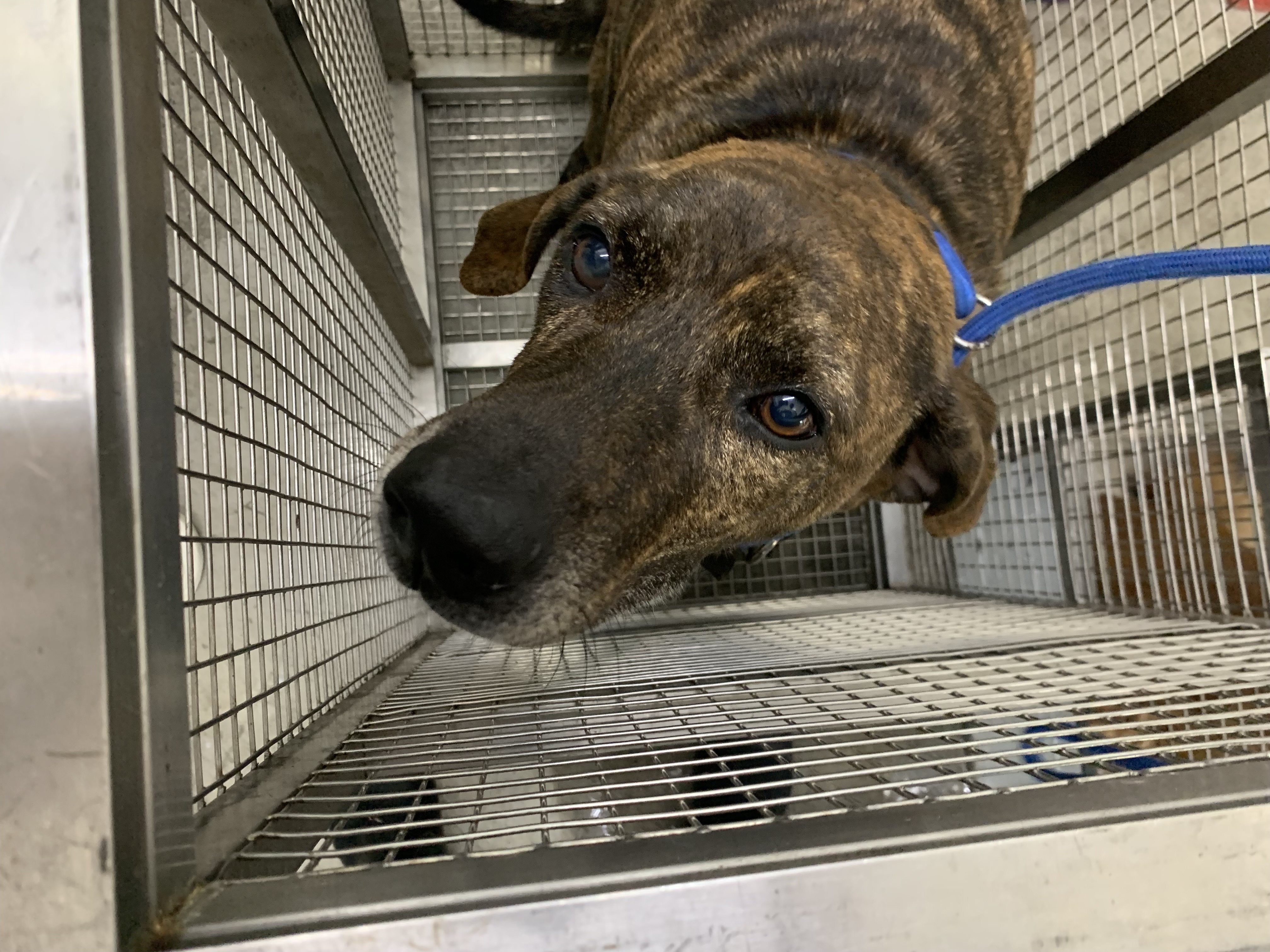 台北市已領養狗 混種犬