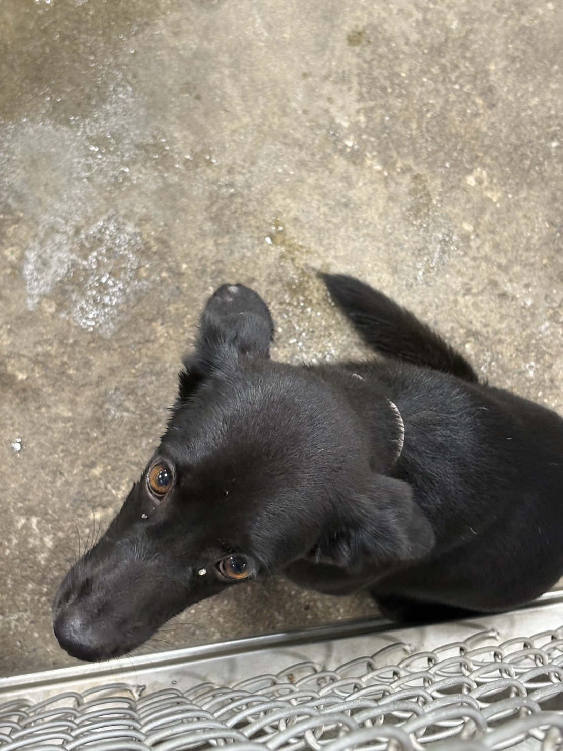 台東縣已領養狗 混種犬