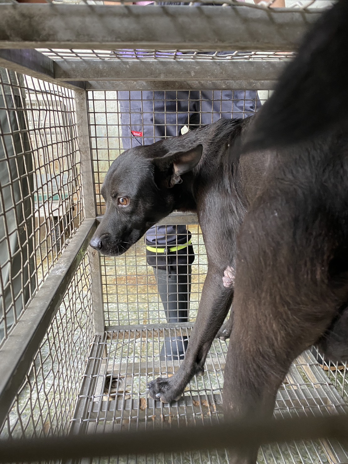 台南市已領養狗 混種犬