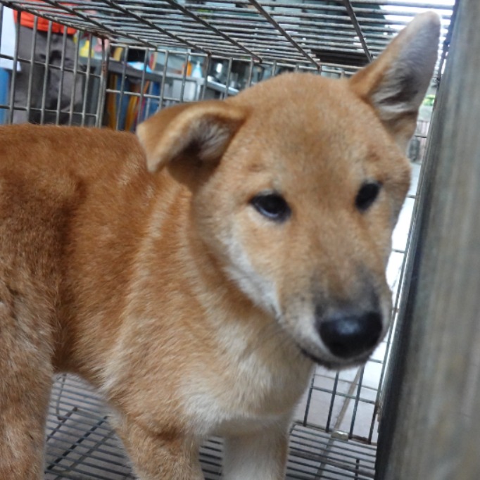 台南市已領養狗 柴犬