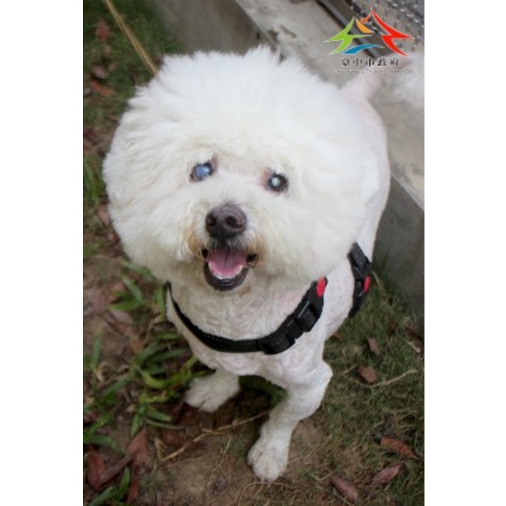 台中市已領養狗 比熊犬