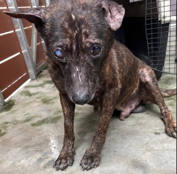 新北市已領養狗 混種犬