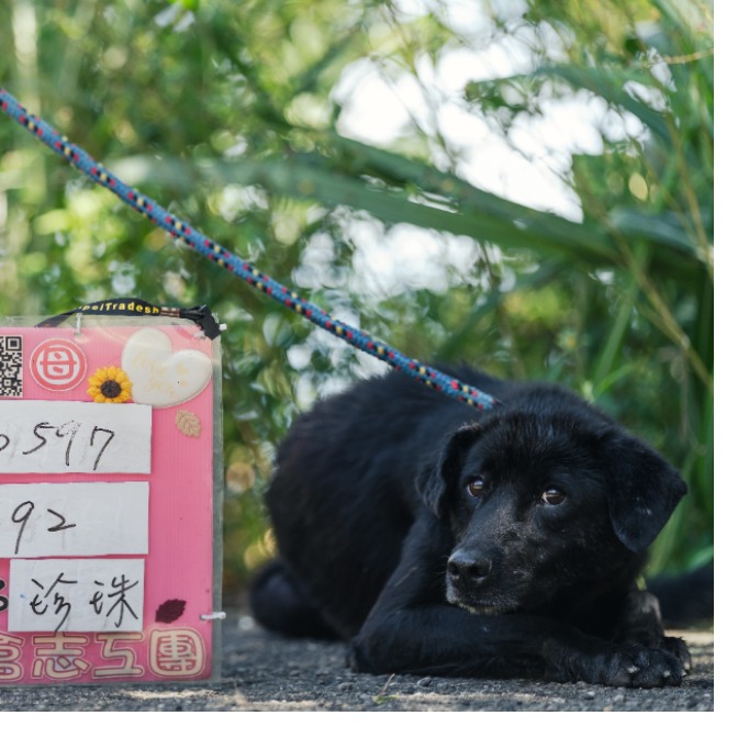 新北市已領養狗 混種犬