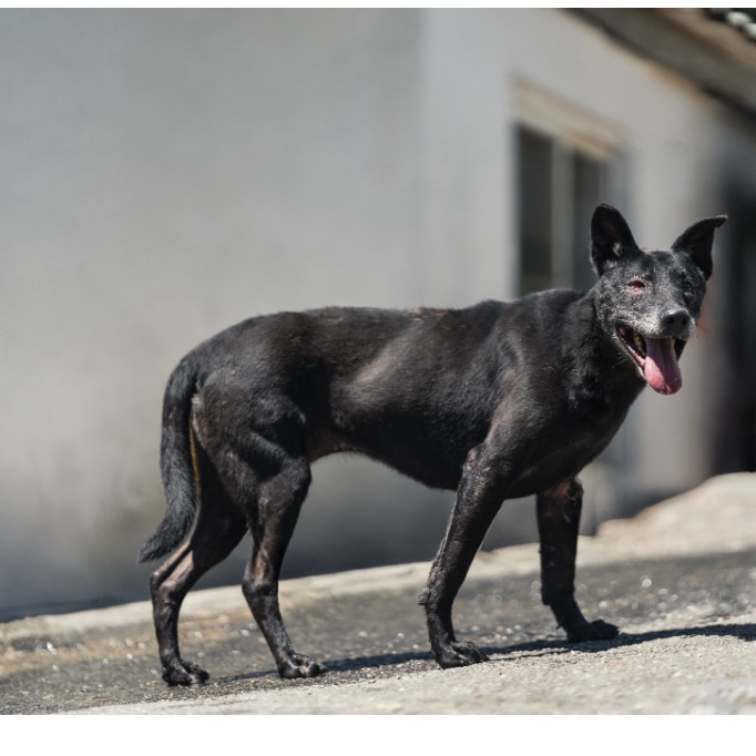 新北市已領養狗 混種犬