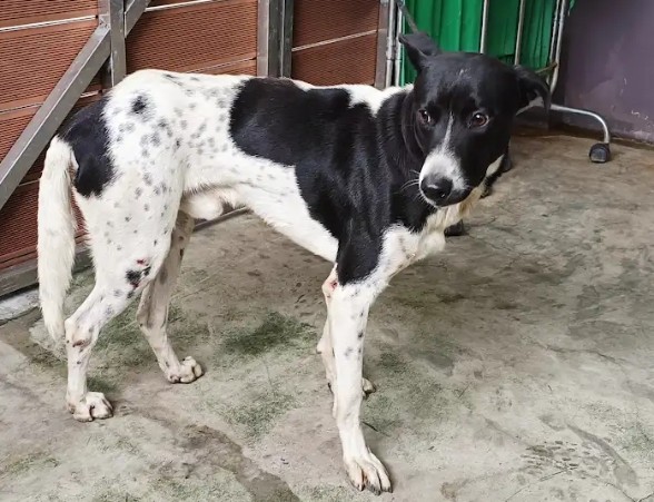 新北市已領養狗 混種犬