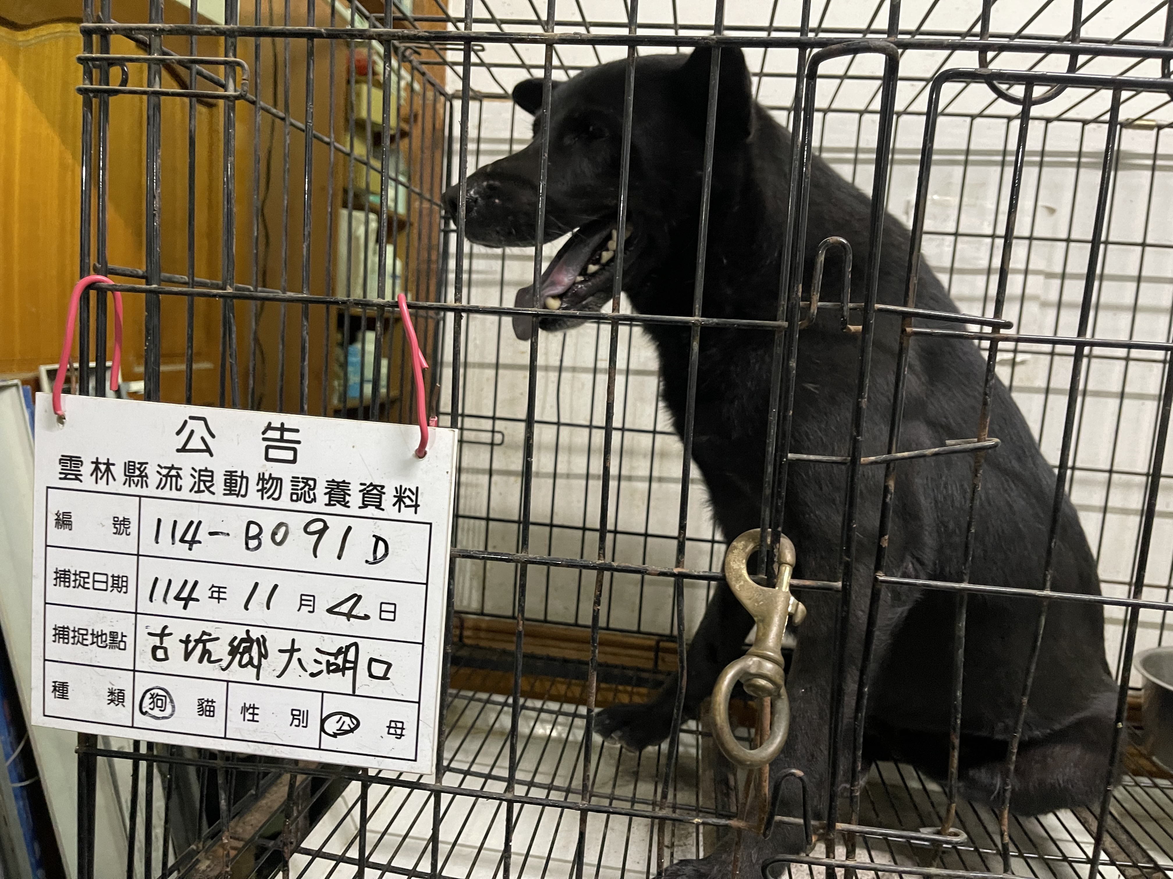雲林縣已領養狗 混種犬