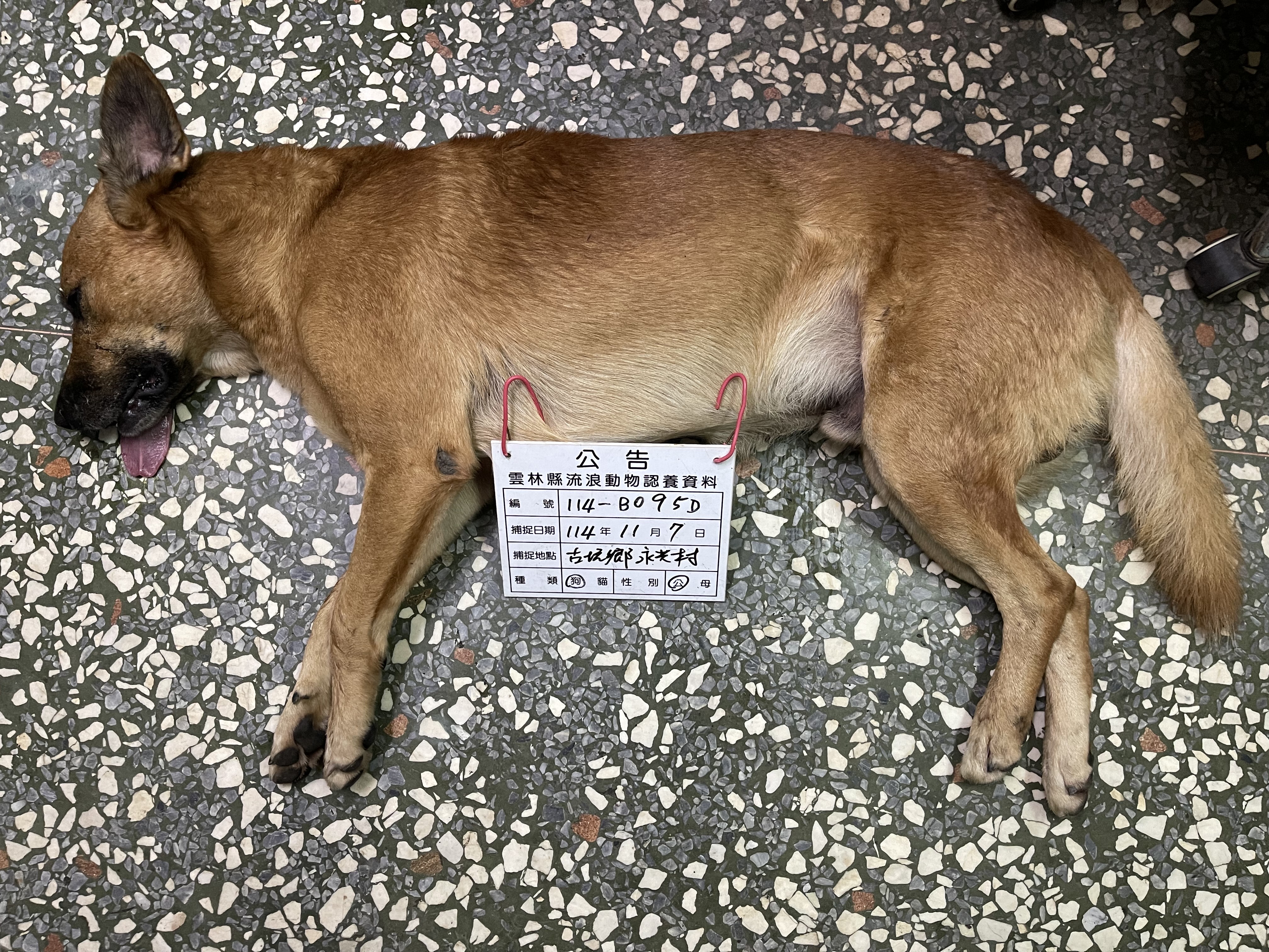 雲林縣已領養狗 混種犬