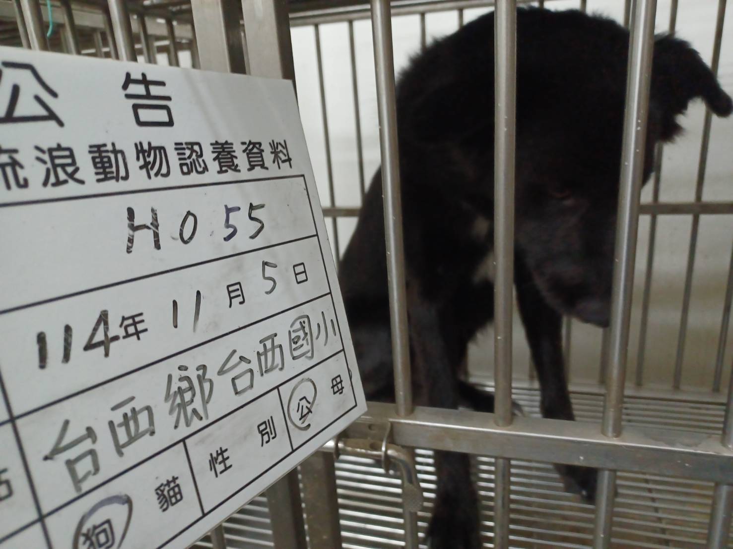 雲林縣已領養狗 混種犬