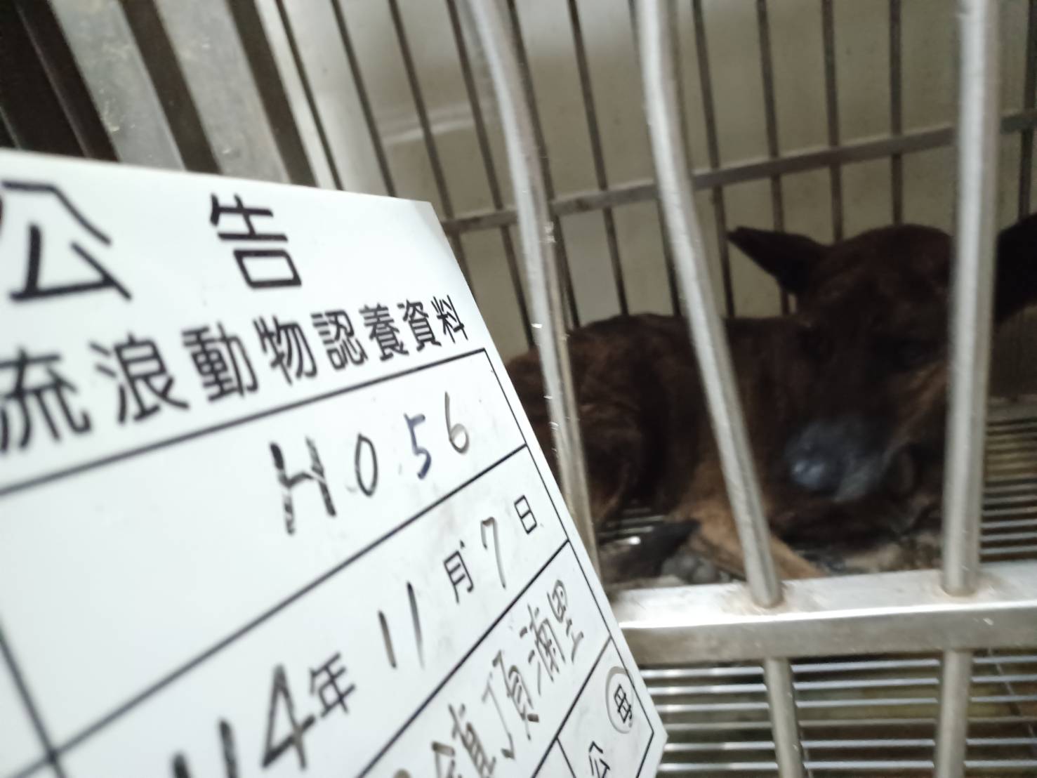 雲林縣已領養狗 混種犬