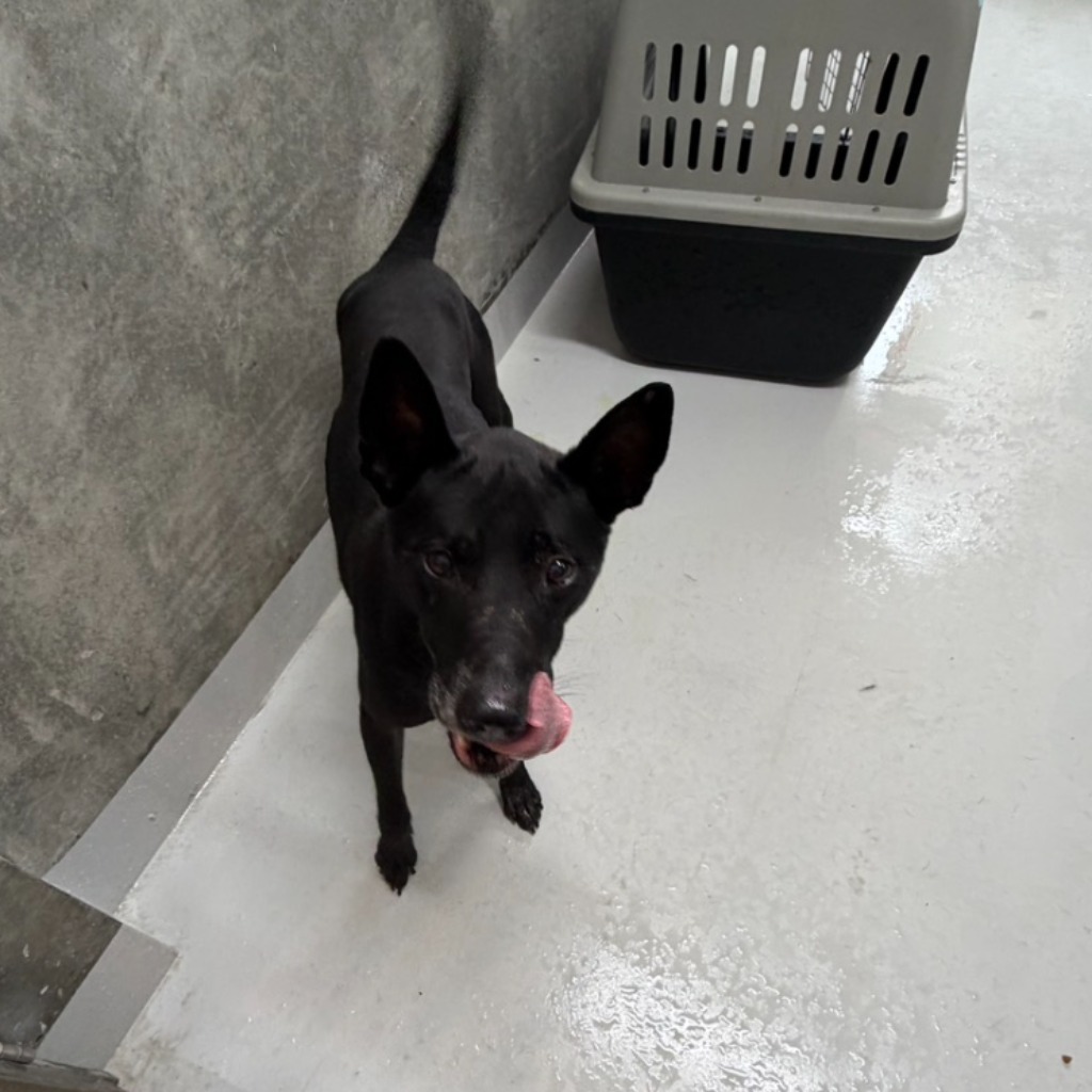 基隆市已領養狗 混種犬