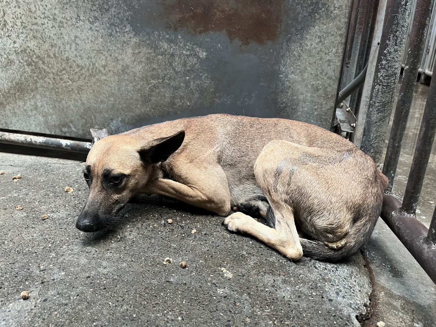 彰化縣已領養狗 混種犬