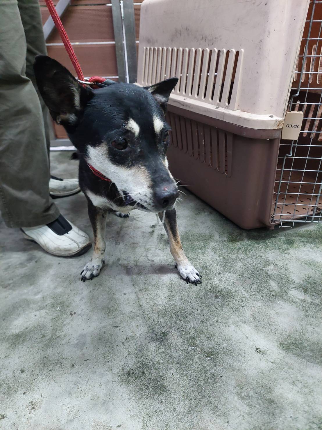 新北市已領養狗 混種犬