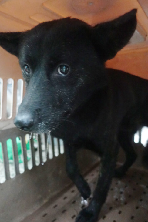 宜蘭縣已領養狗 混種犬
