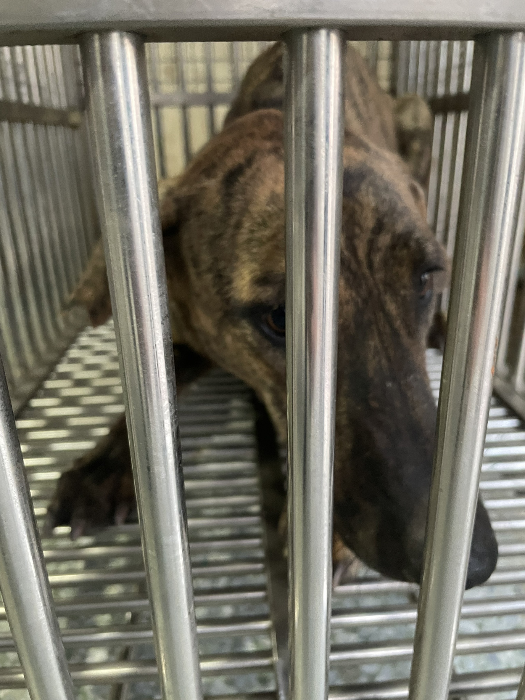 台南市已領養狗 混種犬
