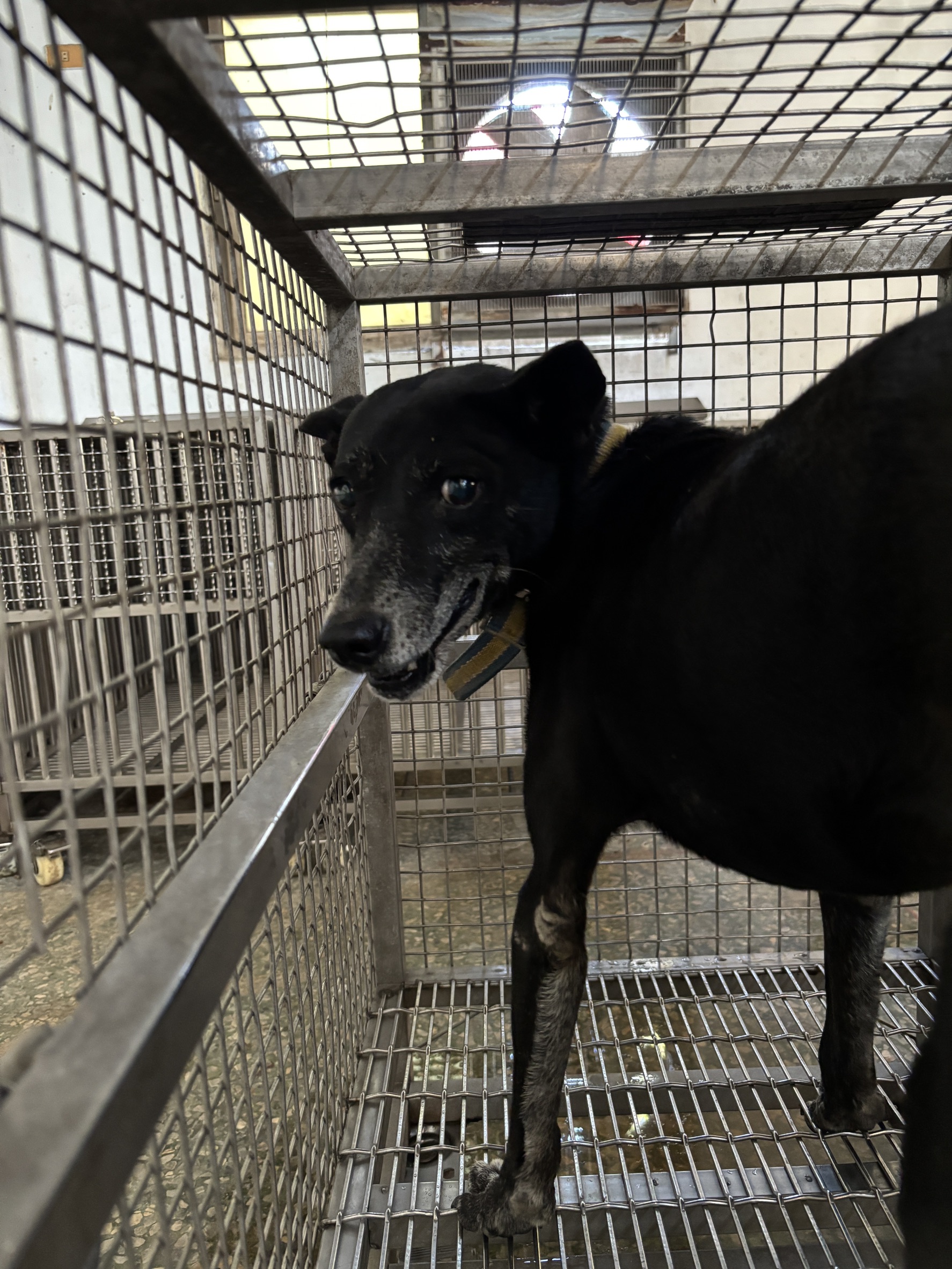 台南市待認養狗 混種犬