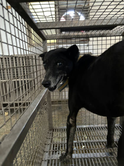 台南市待認養狗｜混種犬｜黑色｜母