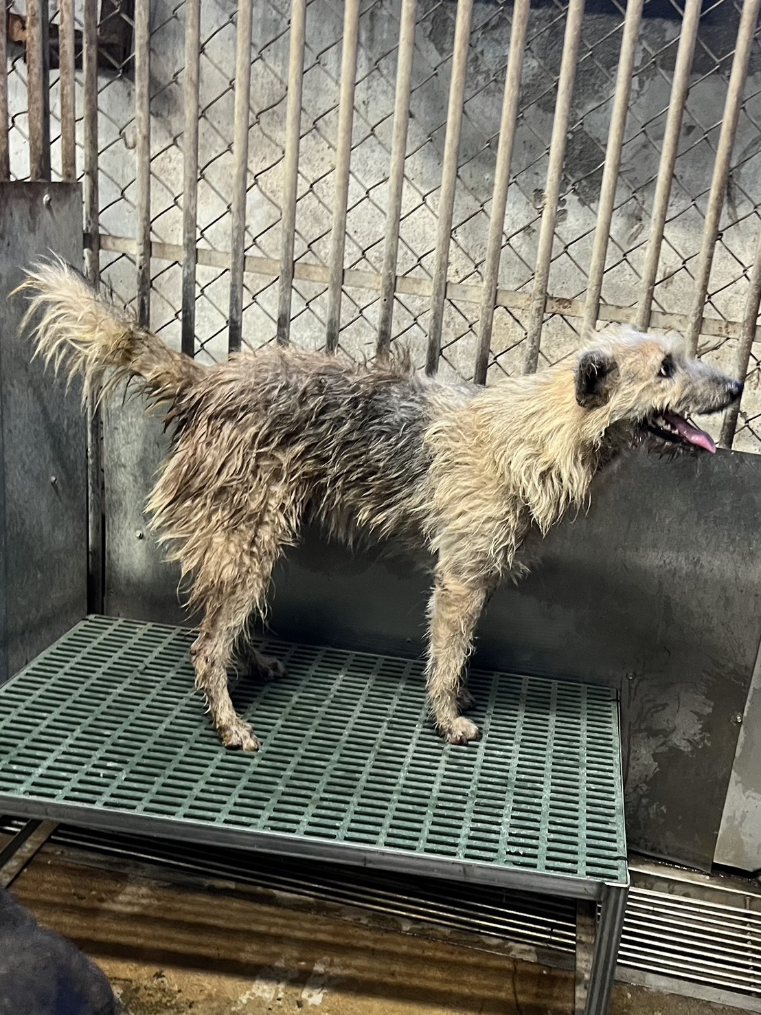 彰化縣已領養狗 混種犬