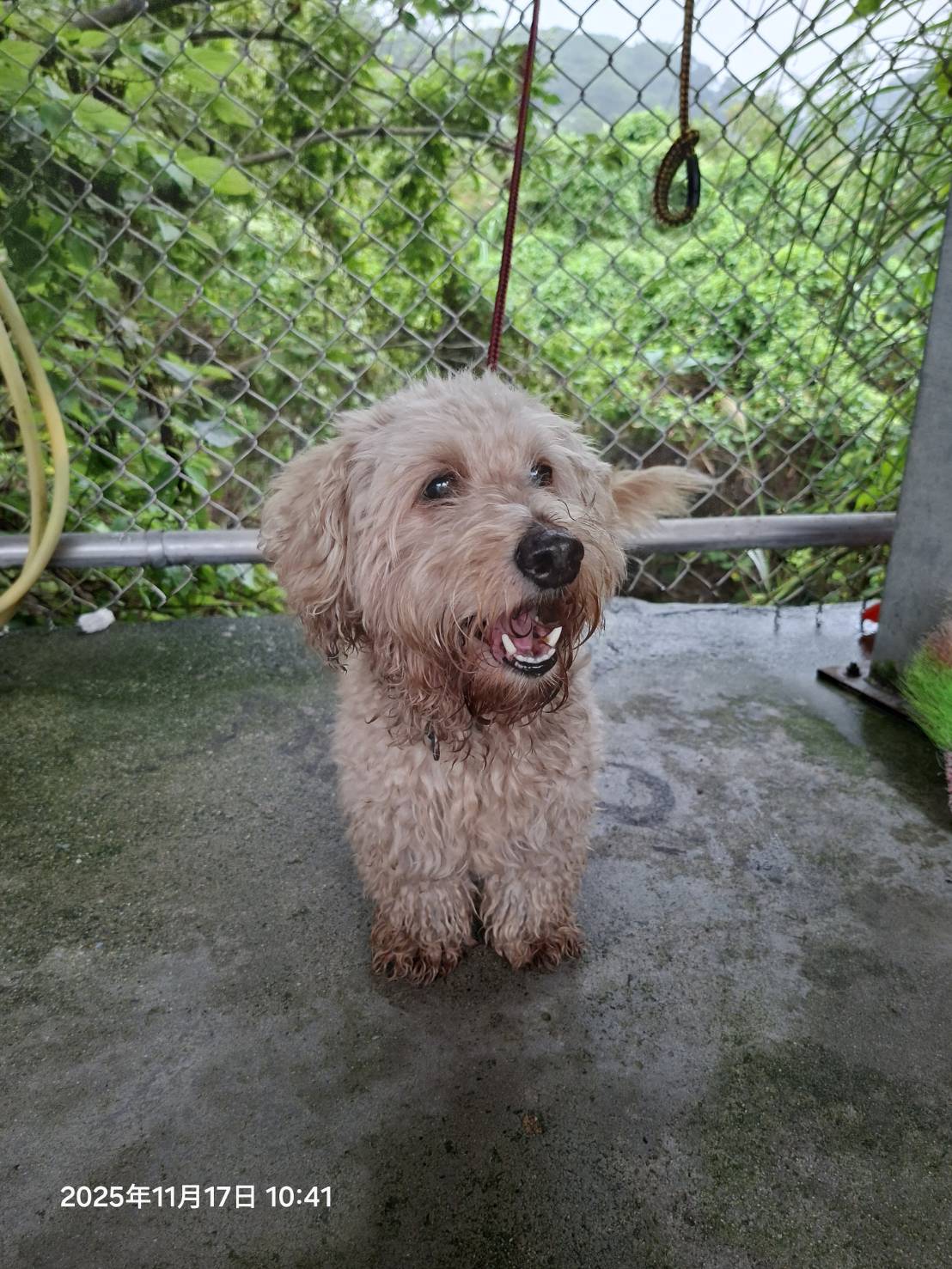 新北市已領養狗 混種犬