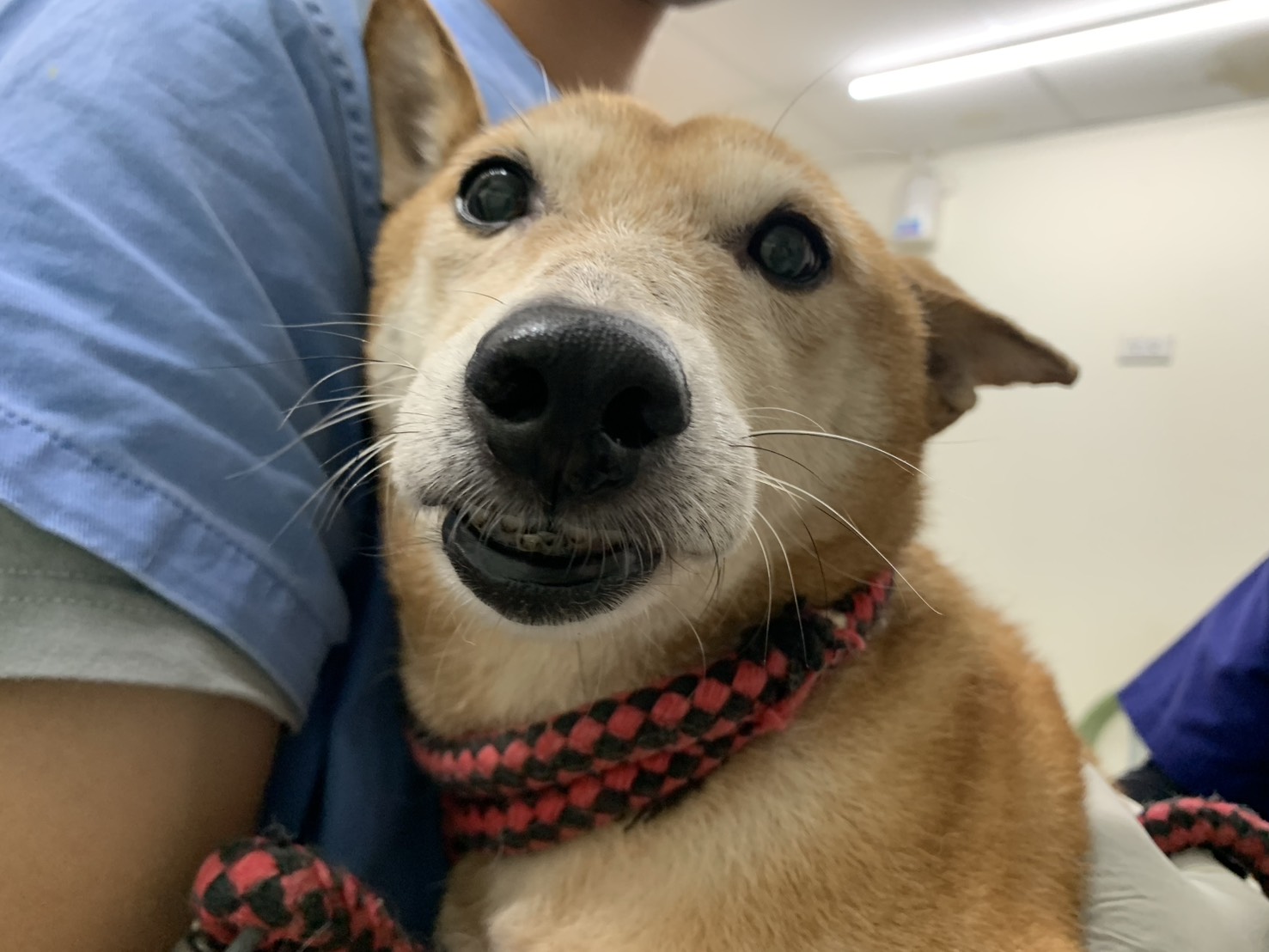 台北市已領養狗 混種犬