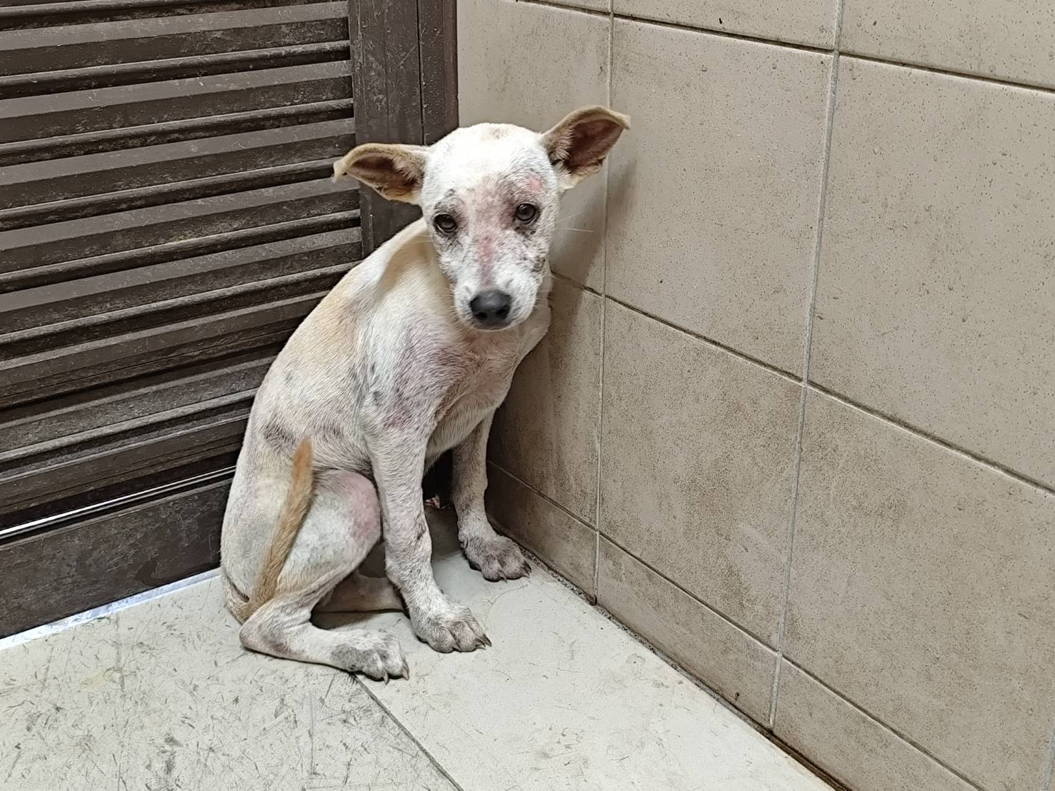 高雄市已領養狗 混種犬