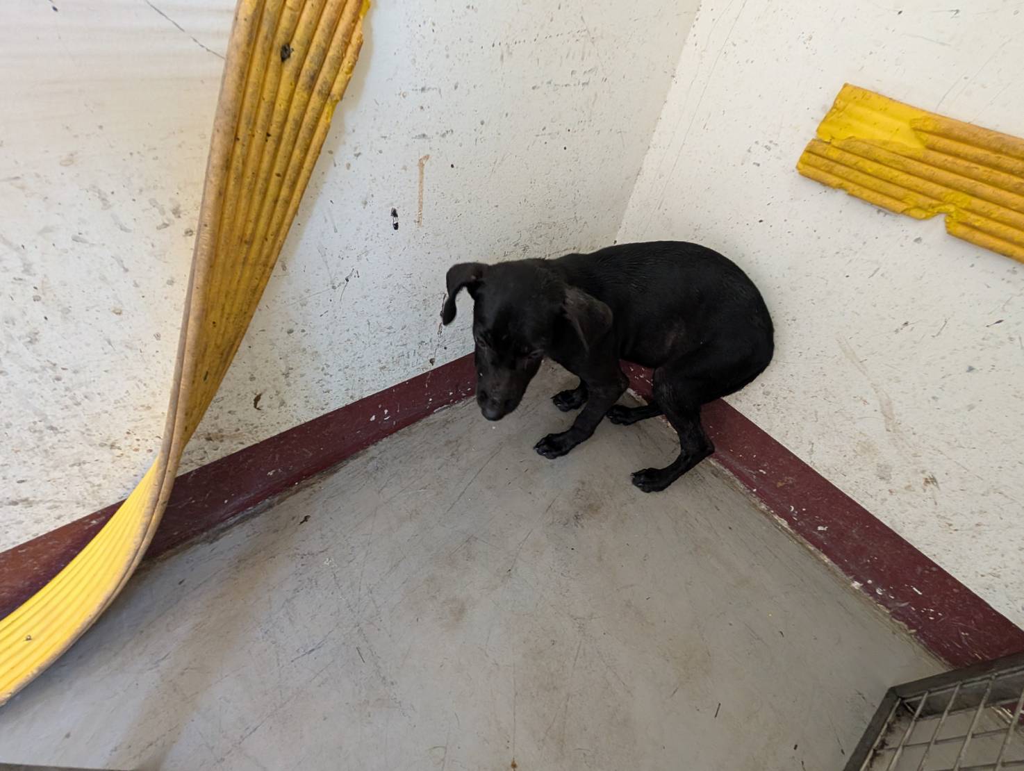 高雄市已領養狗 混種犬