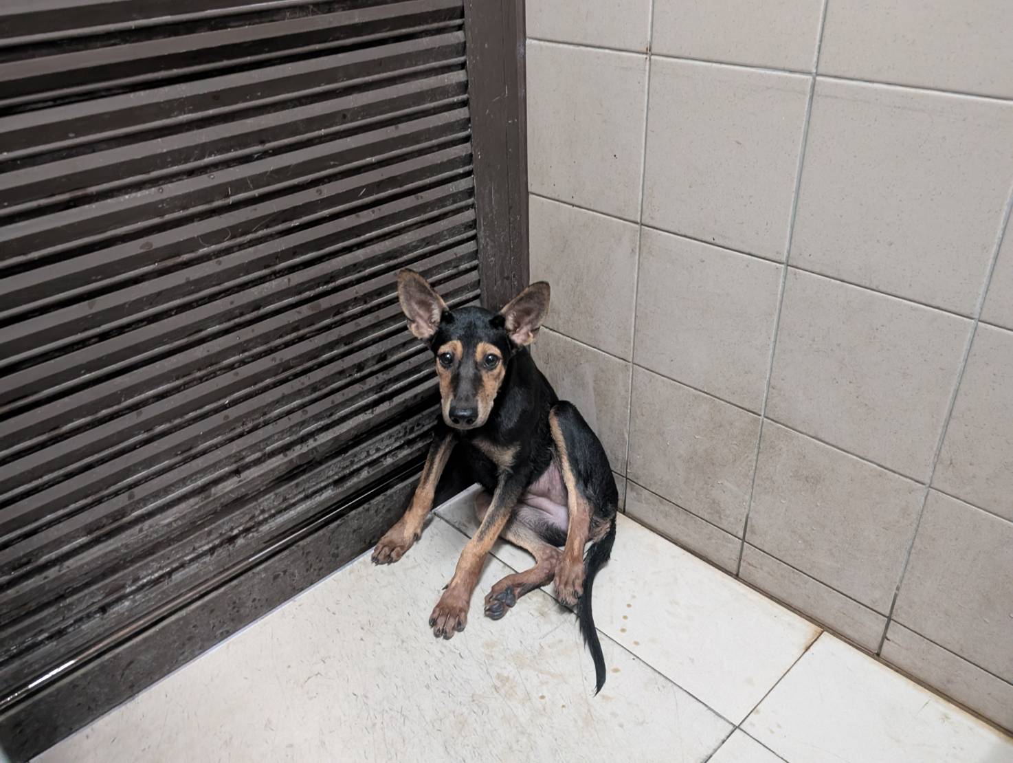 高雄市已領養狗 混種犬