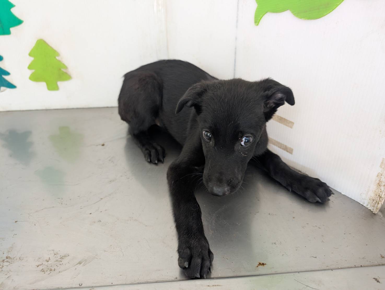 高雄市已領養狗 混種犬
