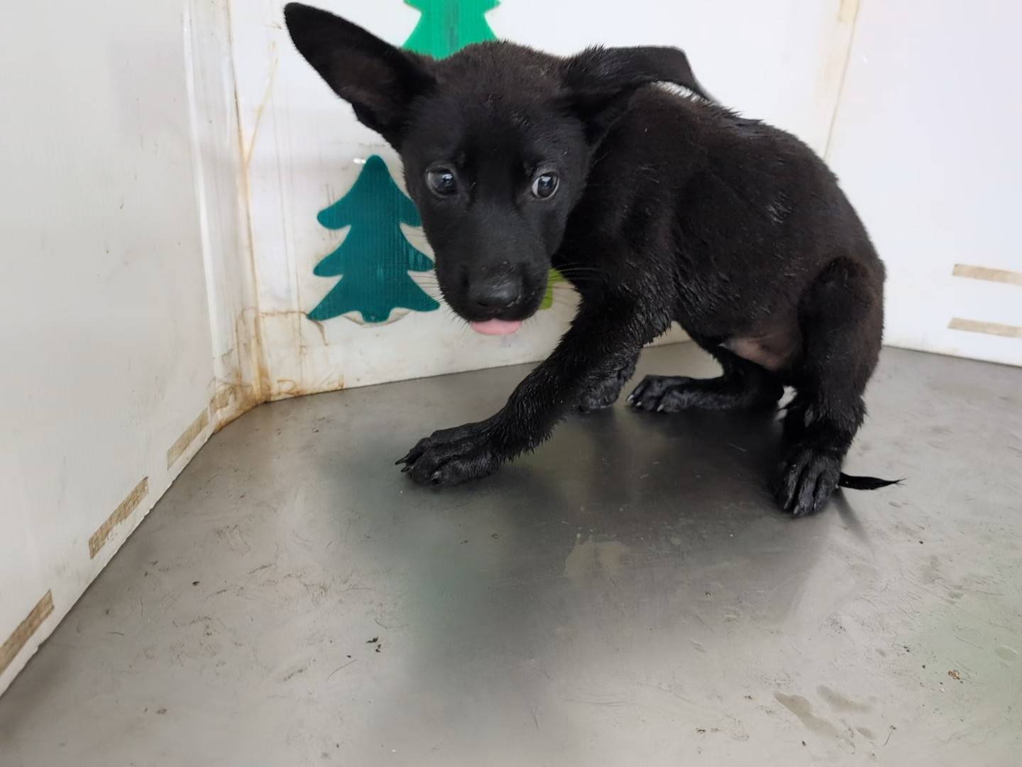 高雄市已領養狗 混種犬