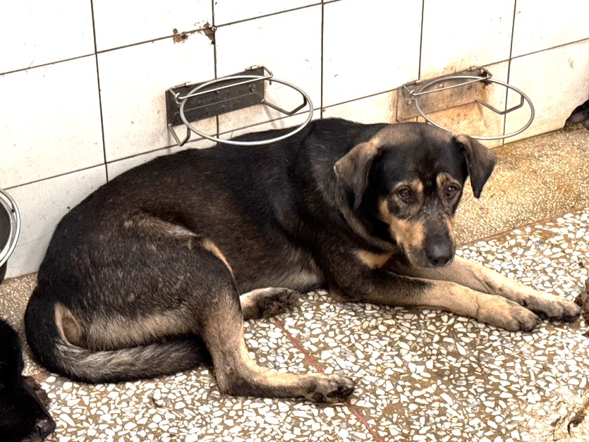 高雄市已領養狗 混種犬