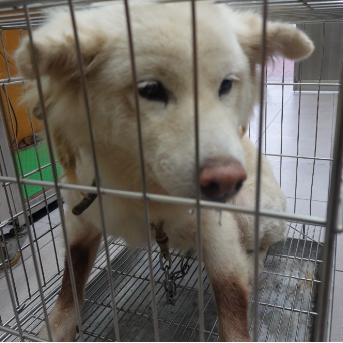 台南市待認養狗 柴犬