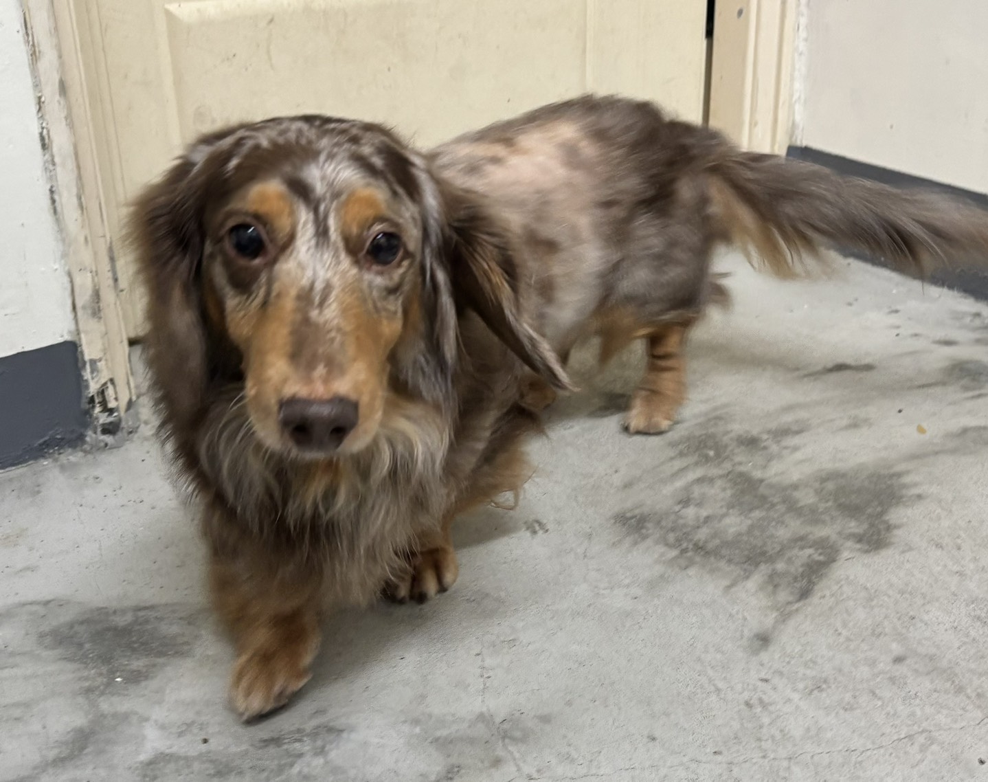 新北市已領養狗 臘腸犬