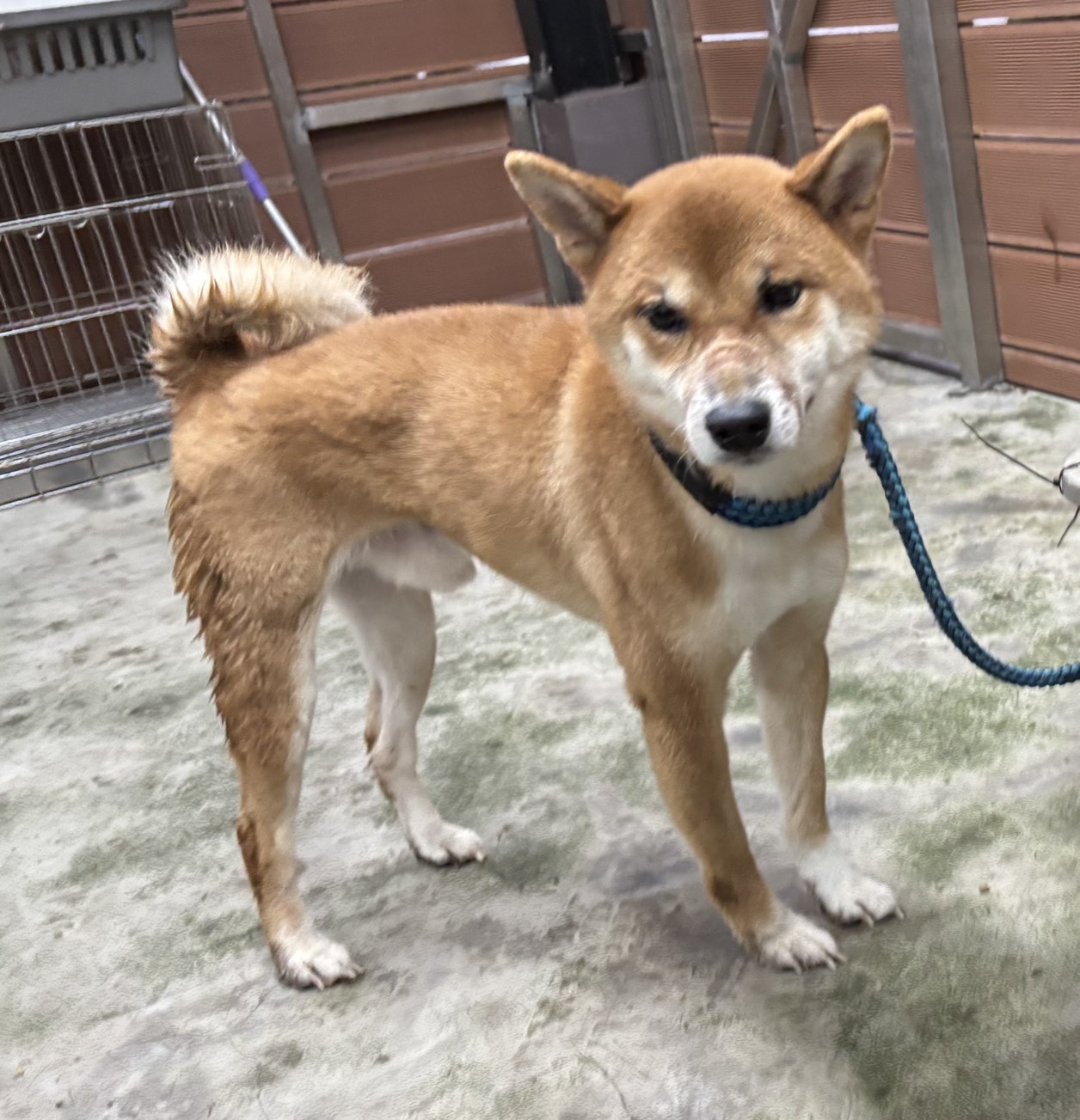 新北市已領養狗 柴犬