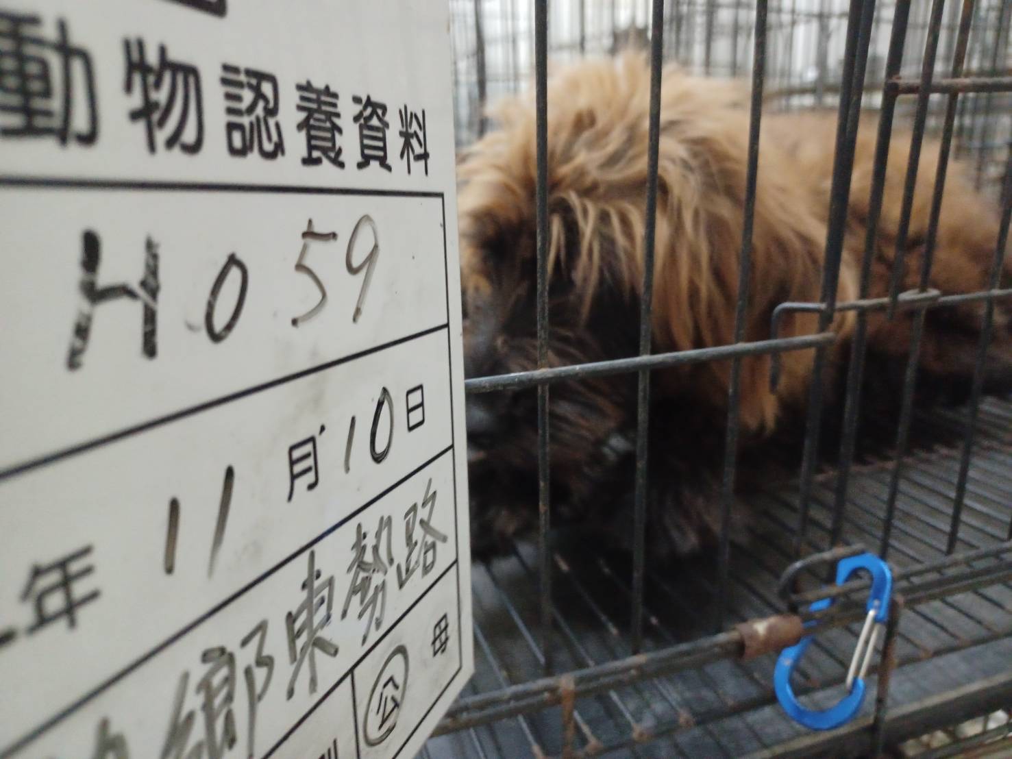 雲林縣已領養狗 混種犬