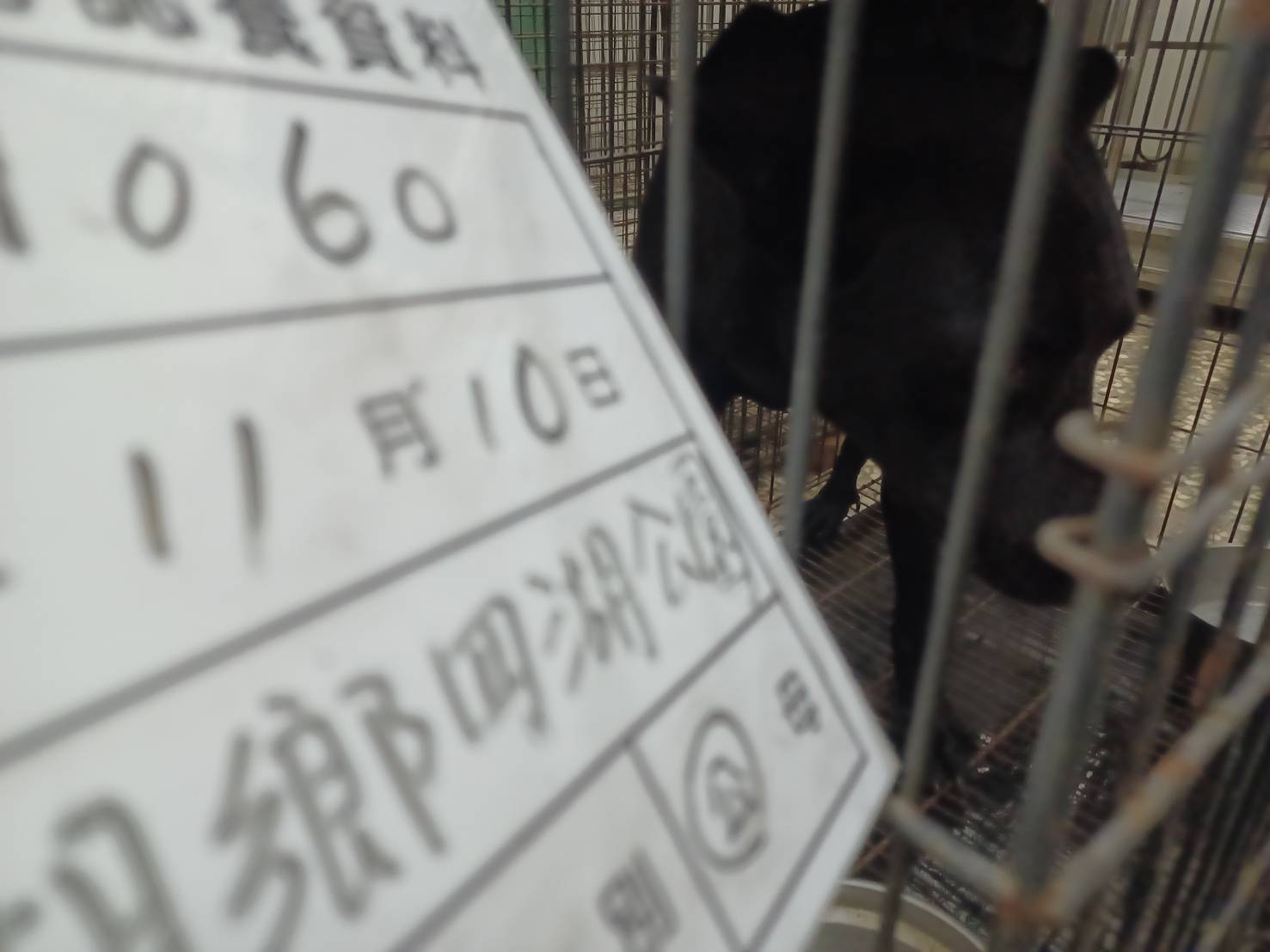 雲林縣已領養狗 混種犬