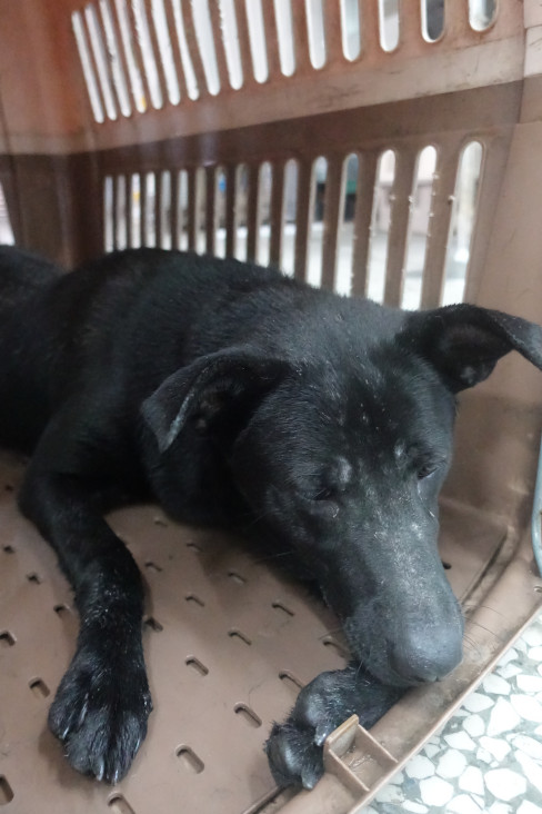 宜蘭縣已領養狗 混種犬