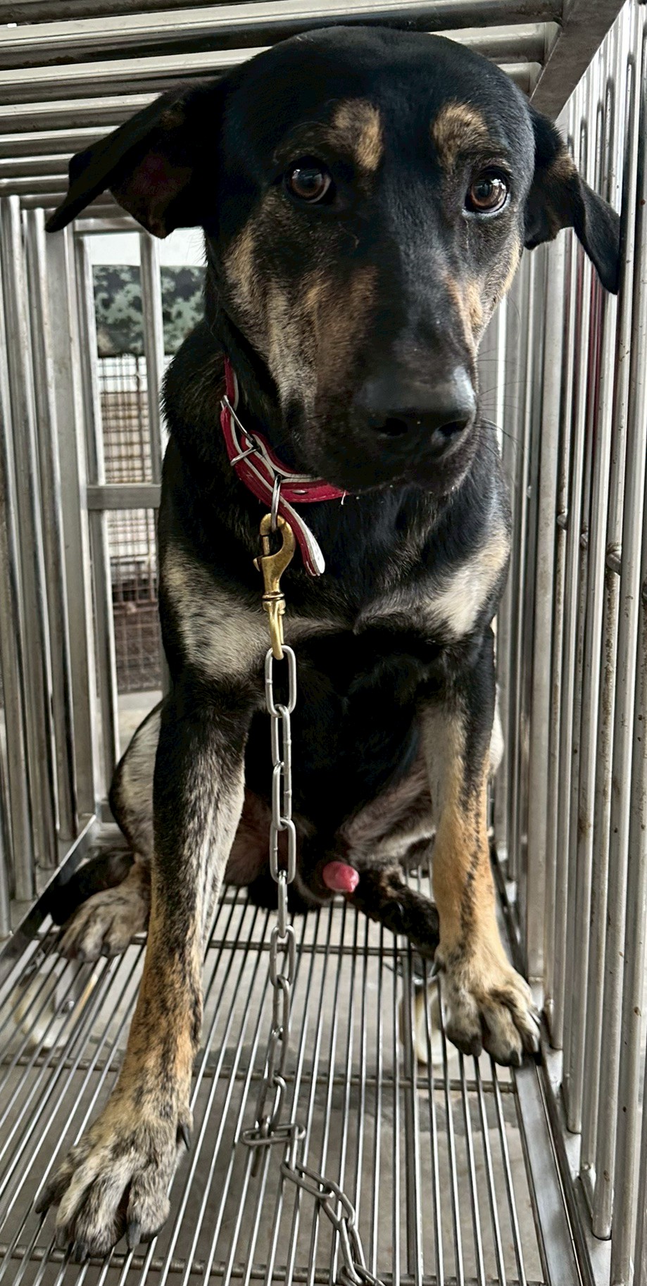 花蓮縣待認養狗 混種犬