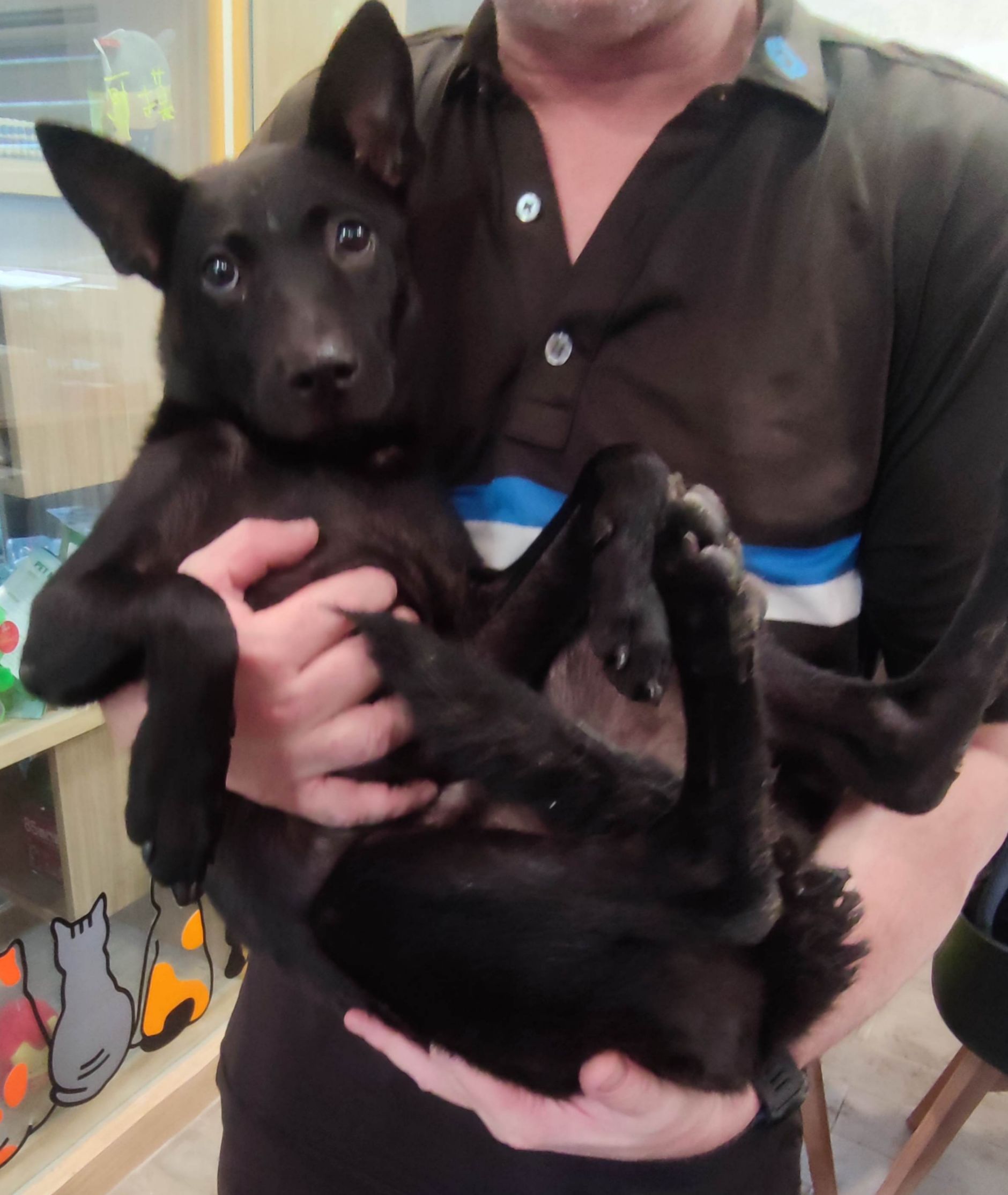 新北市已領養狗 混種犬
