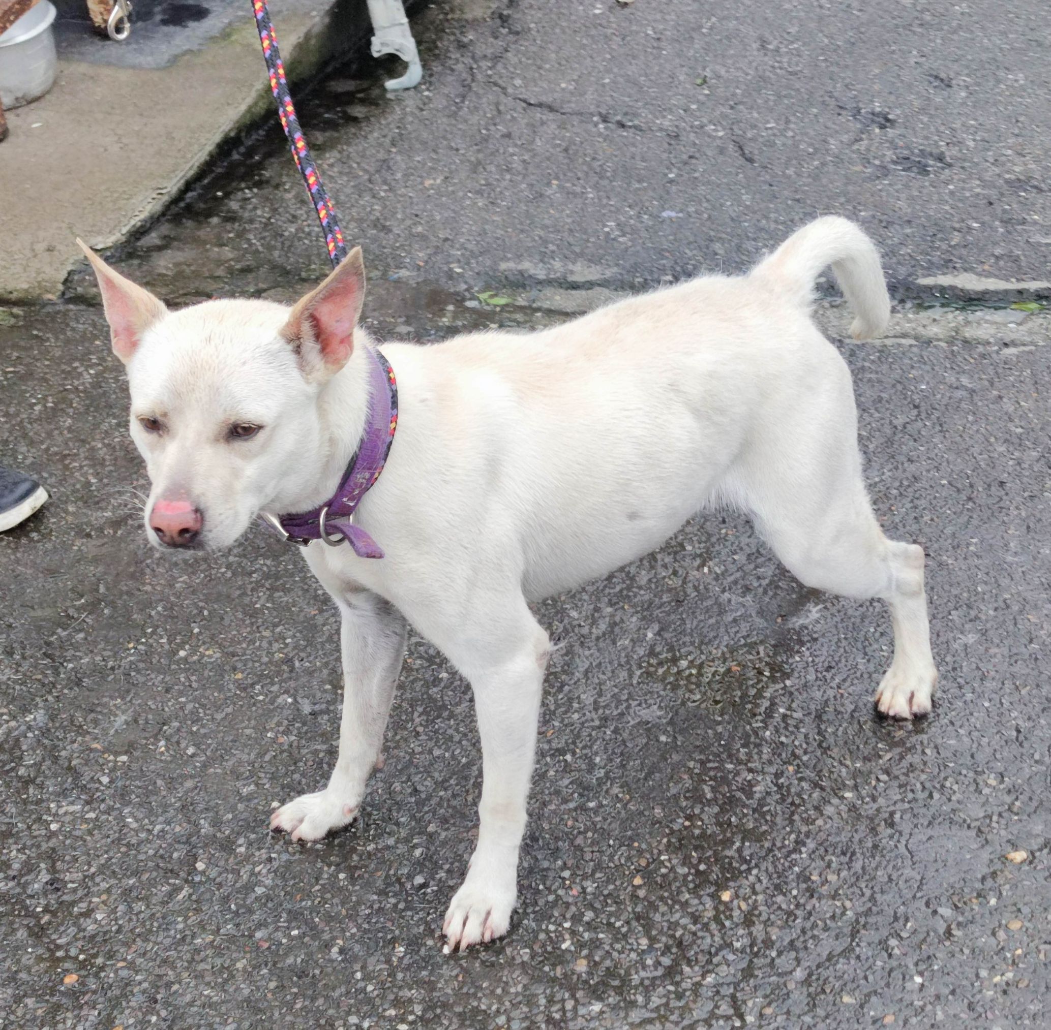 新北市已領養狗 混種犬