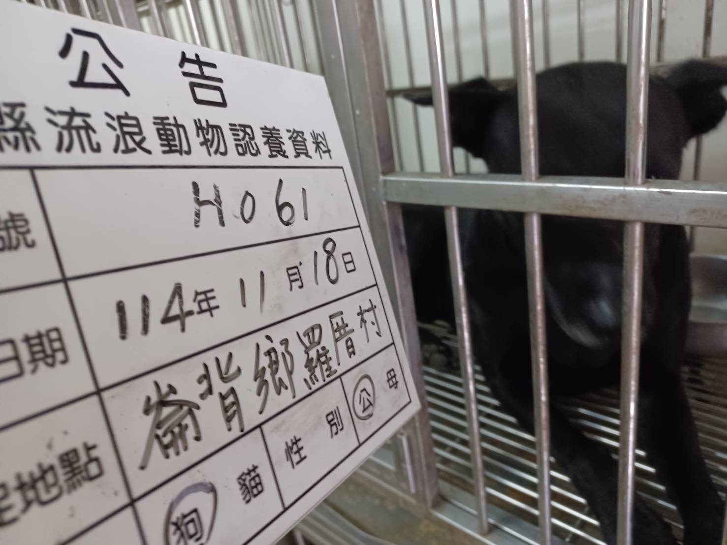 雲林縣已領養狗 混種犬