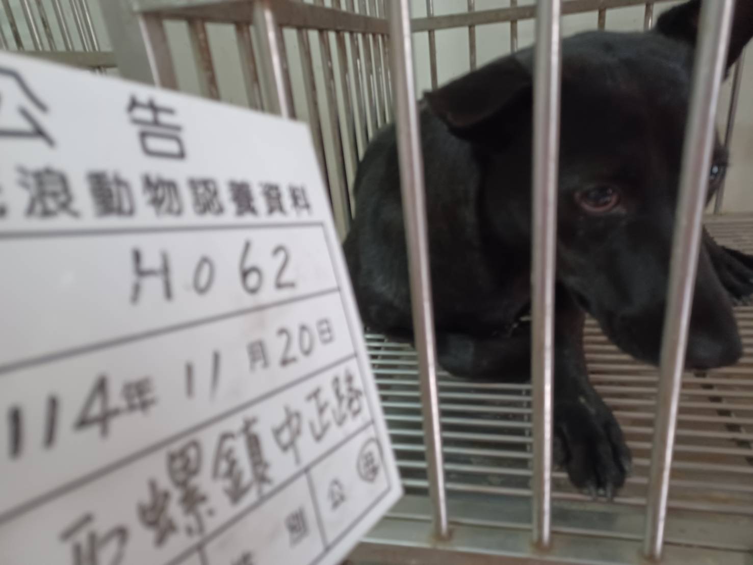 雲林縣已領養狗 混種犬
