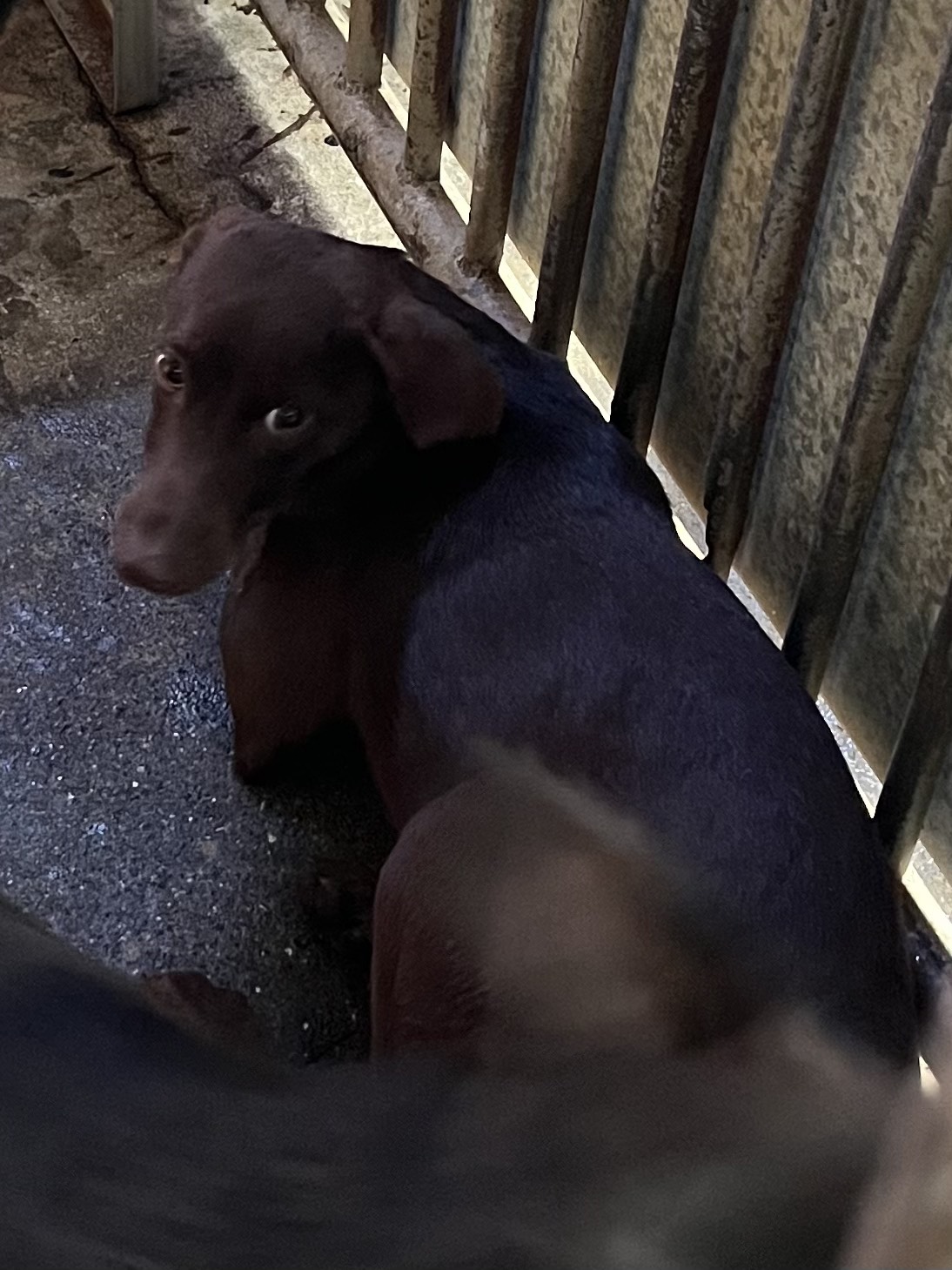 彰化縣已領養狗 混種犬