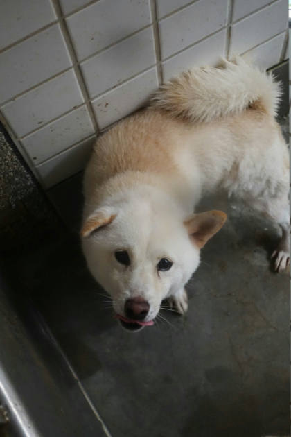 宜蘭縣待認養狗｜柴犬｜白色｜公