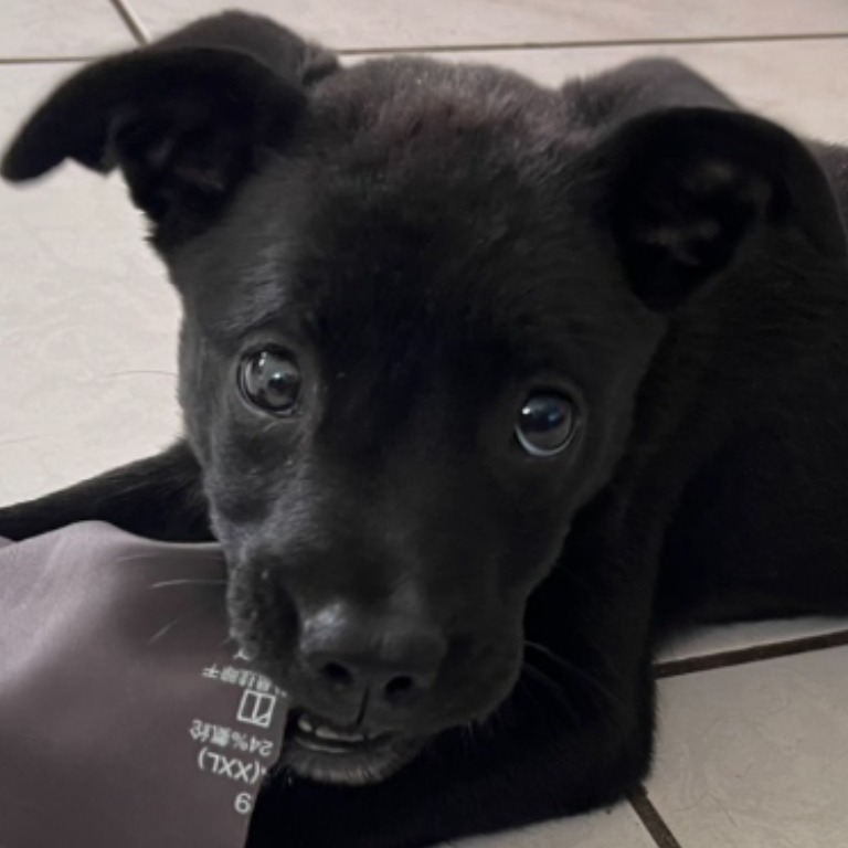 澎湖縣已領養狗 混種犬