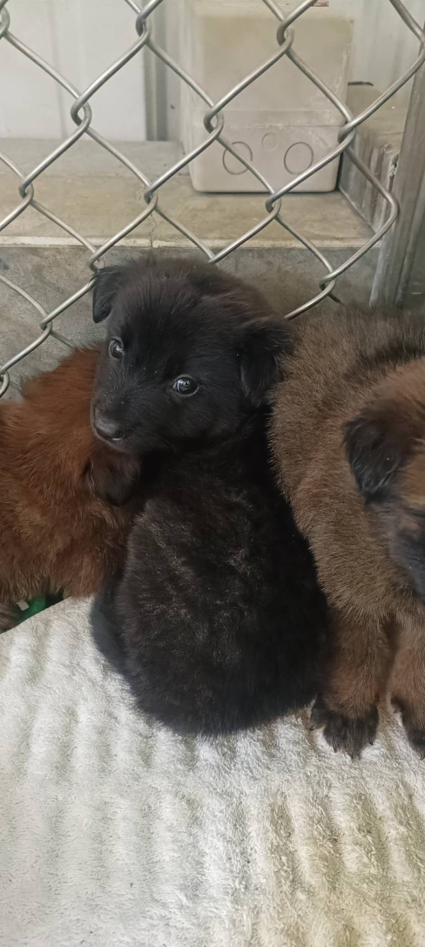 台東縣已領養狗 混種犬
