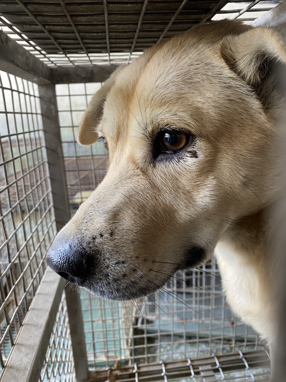 台南市已領養狗 混種犬