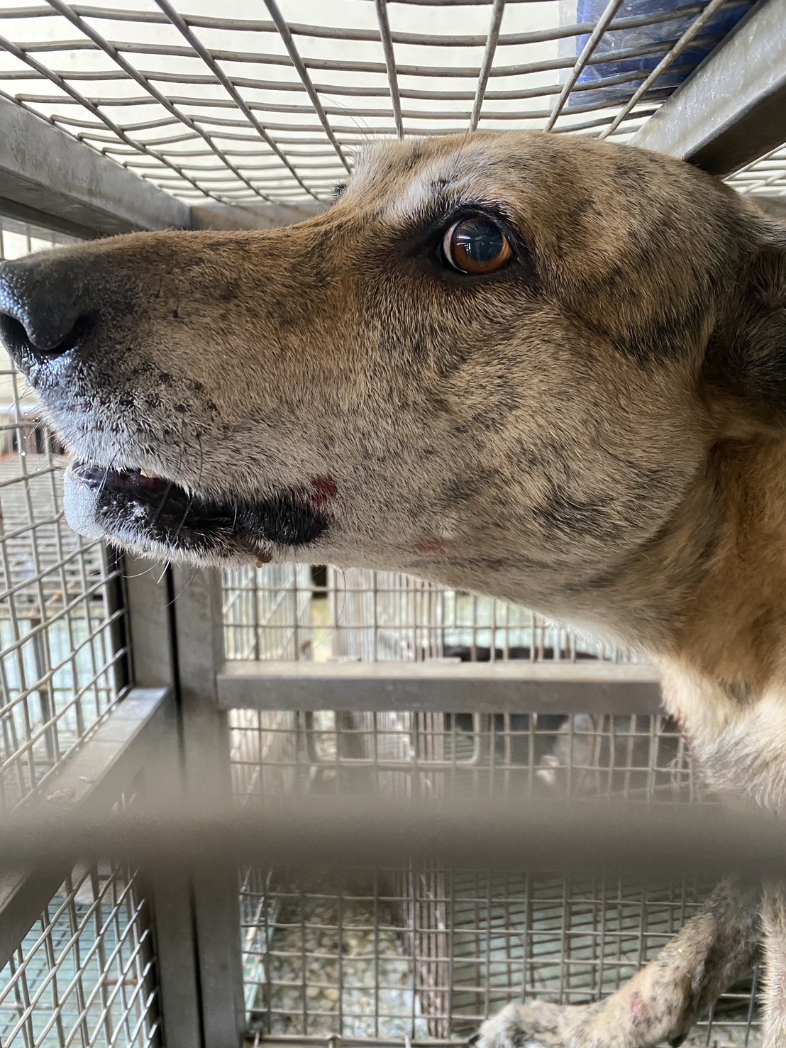 台南市已領養狗 混種犬