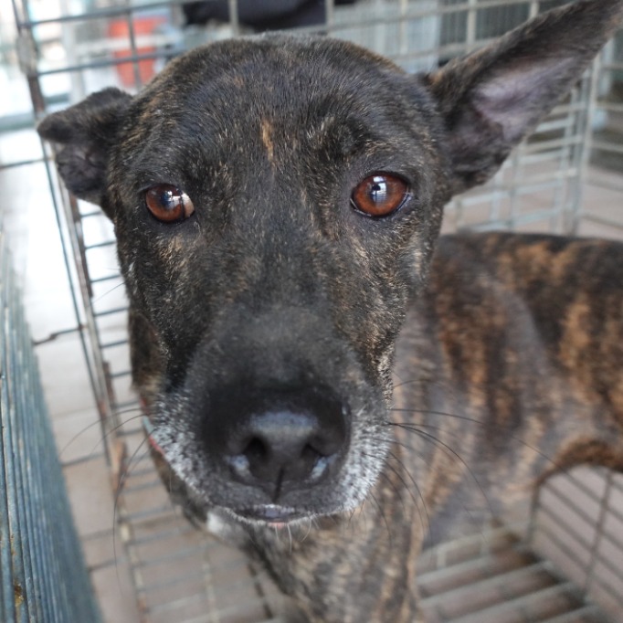 台南市待認養狗 混種犬