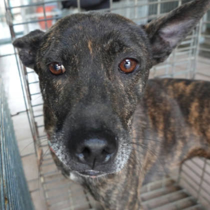 台南市待認養狗｜混種犬｜虎斑色｜母