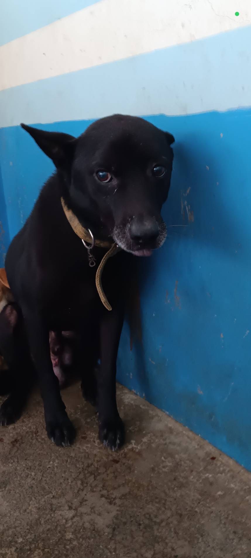 苗栗縣已領養狗 混種犬