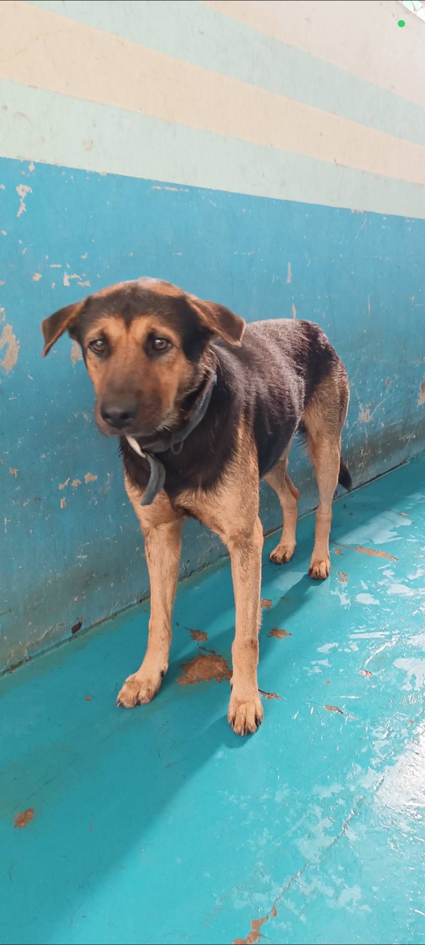 苗栗縣已領養狗 混種犬